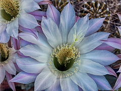 The Easter Lily Cactus