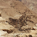 Masada (32) - 20 May 2014