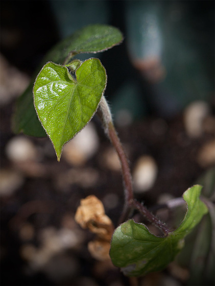 seedlingmorningglory
