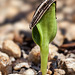 seedlingstripedsunflower2