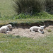 Some lovely little lambs having a sleep in the sand