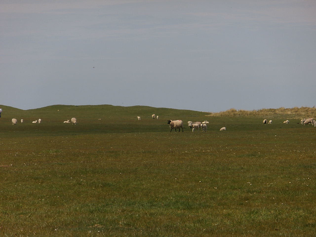 The sheep are free to roam and graze