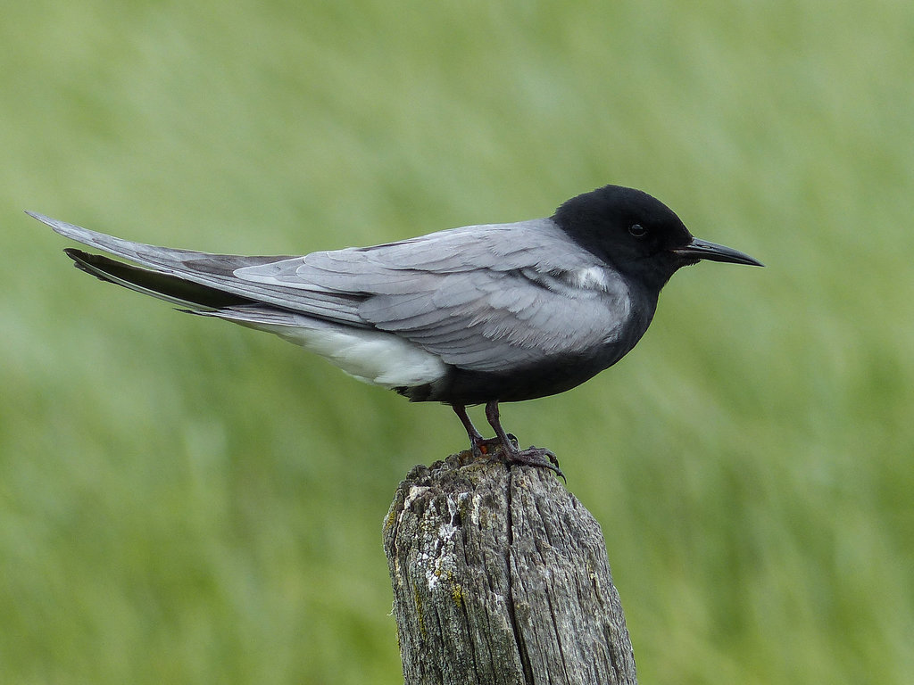 Black Tern on fence post