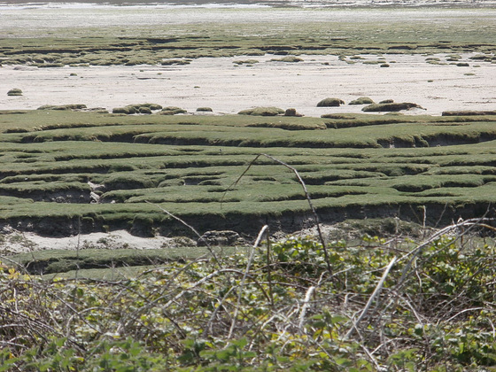 The mudflats are quite large