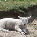 A sleepy lamb