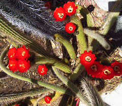 Cactus Flowers (2295)