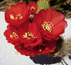 Cactus Flowers (2296)