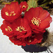 Cactus Flowers (2296)