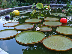 Giant Amazon Water Lily with Chihuly balls