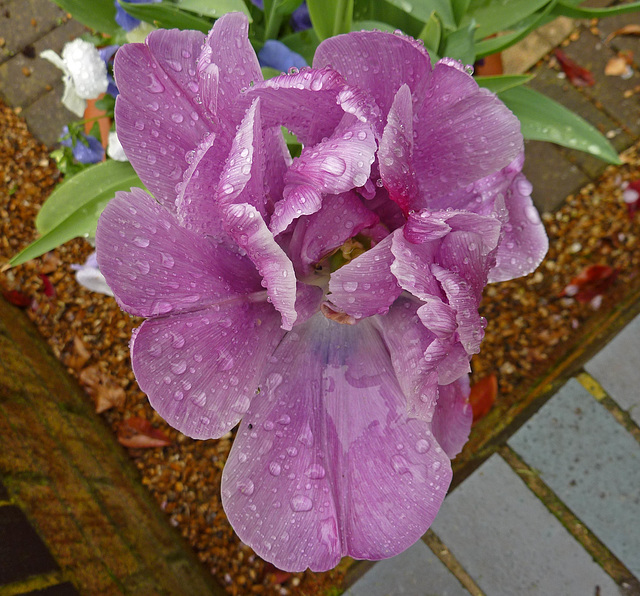 Tulip in the rain.
