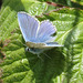 Common Blue Polyommatus icarus male