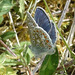 Common Blue Common Blue Lepidoptera : Family Lycaenidae: Subfamily Lycaeninae : Genus Polyommatus: Species icarus: Male