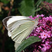 Large White Pieris brassicae - not sure if it is male or female