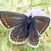 Common Blue Lepidoptera : Family Lycaenidae: Subfamily Lycaeninae : Genus Polyommatus: Species icarus: Female