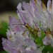 The little katydid, by itself