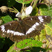 White Admiral Lepidoptera : Family Nymphalidae: Subfamily Limenitinae : Genus Limenitis: Species camilla: