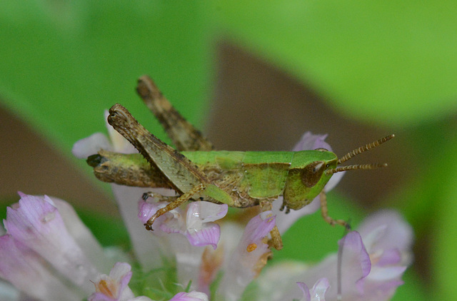 Baby grasshopper