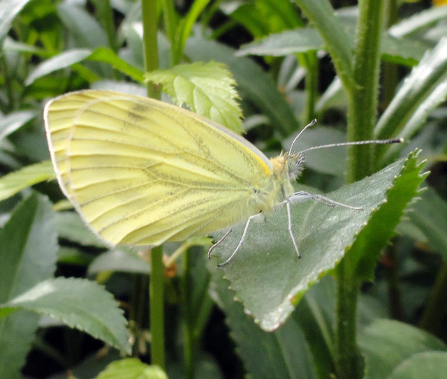 Green Veined White Lepidoptera : Family Pieridae: Subfamily Pierinae : Genus Pieris: Species napi: