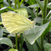 Green Veined White Lepidoptera : Family Pieridae: Subfamily Pierinae : Genus Pieris: Species napi: