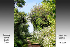 Path to the Downs - Cradle Hill - Seaford - 7.5.2014