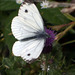 Small White (Pieris rapae) Male