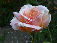4. Rosa de dos colores