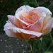 4. Rosa de dos colores