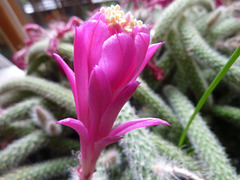 2. Flor de cactus