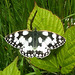 Marbled White - Family Nymphalidae: Subfamily Satyrinae : Genus Melanargia: Species galathea:
