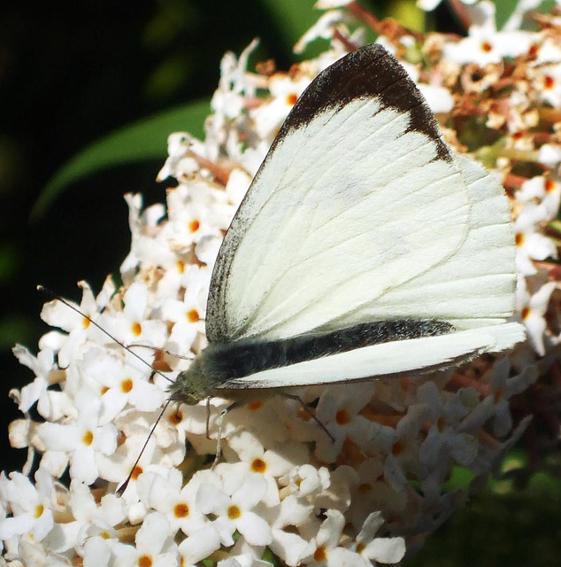 Large White (Pieris brassicae) male