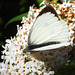 Large White (Pieris brassicae) male