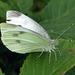 Small White (Pieris rapae) female