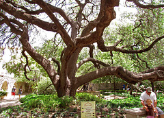 Tree at the Alamo