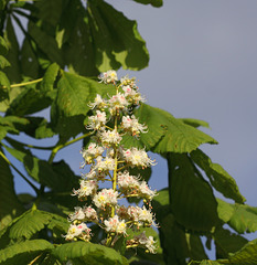 Horse chestnut (Aesculus hippocastanum)