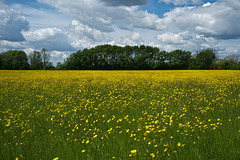 A field full of buttercups