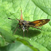 Large Skipper - Lepidoptera : Family Hesperiidae: Subfamily Hesperiinae : Genus Ochlodes: Species venata: