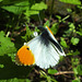 Orange Tip Papilionoidea Anthocharis cardamines (Linnaeus, 1758) Fam Pieridae - Male
