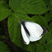 Large White Pieris brassicae - Male