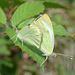 Small White Butterfles - Pieris rapae (female and male)