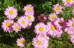 Painted Daisies