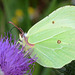 Brimstone Gonepteryx rhamni Butterfly