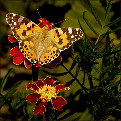 Schmetterling auf Studentenblume