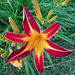 Daylily, with flies