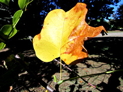 One Autumn Leaf
