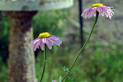 Two Daisies