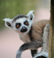 BabyRing-Tailed Lemur.