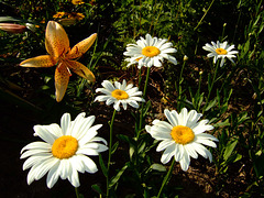 Daisies and Lily