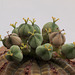 Euphorbia obesa - mit weiblicher Blüte und Samenkapseln