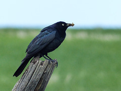 Brewer's Blackbird with food for his babies