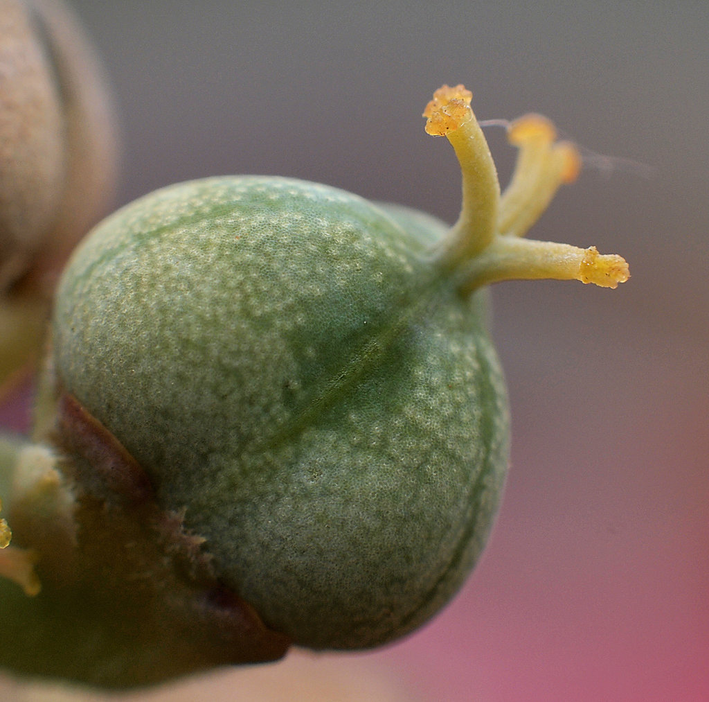 Euphorbia obesa - Samenkapsel